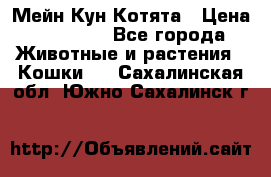 Мейн Кун Котята › Цена ­ 15 000 - Все города Животные и растения » Кошки   . Сахалинская обл.,Южно-Сахалинск г.